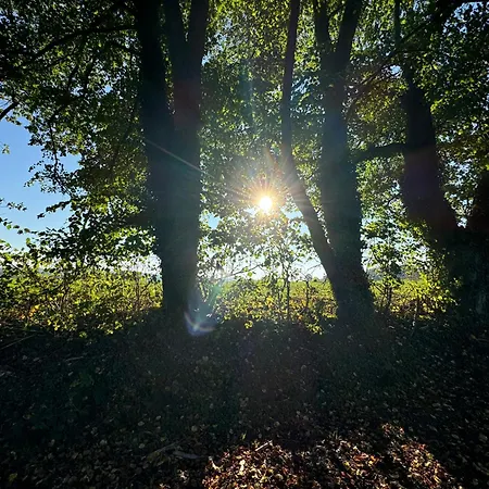 Au Ballet Des Hirondelles