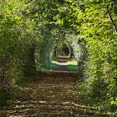 Au Ballet Des Hirondelles *